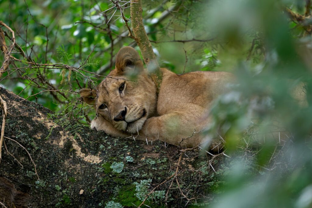 Nature walk Arusha National Park